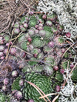 Vegetation in a forest glade. Moss, lichen and pine needles.