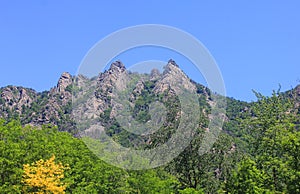 Vegetation in front of mountains in summer