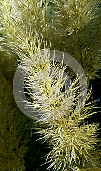 Vegetation in a garden, fox tail.