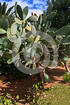 Vegetation in Greece, blooming cacti in a natural environment