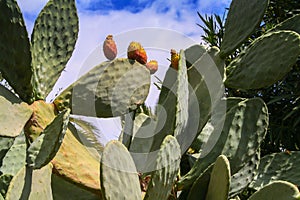 Vegetation in Greece, blooming cacti in a natural environment