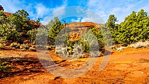 Vegetation growing on the Red Rocks and Red Soil in Coconino National Forest near Sedona