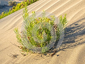 Vegetation growing in the sand of natural park Maspalomas dunes in Gran Canaria, Canary island, Spain