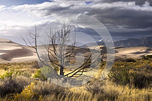 Vegetation grows from a sandy dune in the Rocky Mountains of Colorado