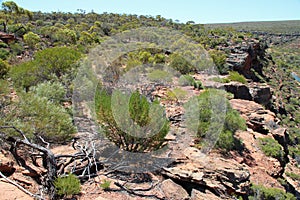 vegetation at hawks head - kalbarri - western australia