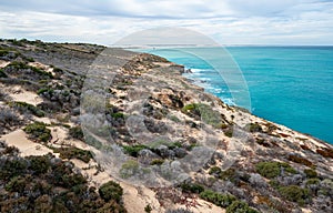 Vegetation in Head of Bight, South Australia on Nullarbor Plain
