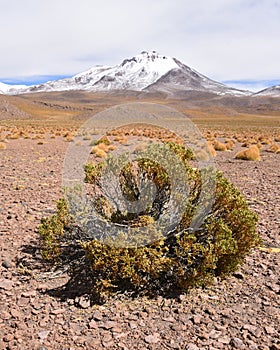 Vegetation of the high altitude deserts of the Sud Lipez and Eduardo Avaroa National Reserve, Uyuni, Bolivia