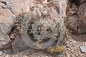 Vegetation of the high altitude deserts of the Sud Lipez and Eduardo Avaroa National Reserve, Uyuni, Bolivia