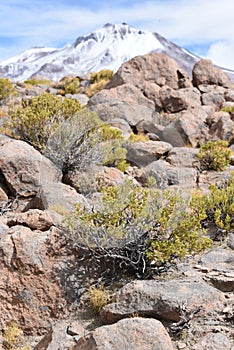 Vegetation of the high altitude deserts of the Sud Lipez and Eduardo Avaroa National Reserve, Uyuni, Bolivia