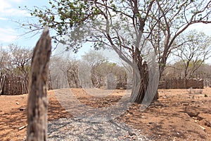 Vegetation of the hinterland