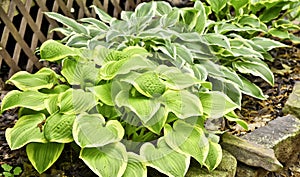 Vegetation, Hostas, Variegated, Shade tolerant