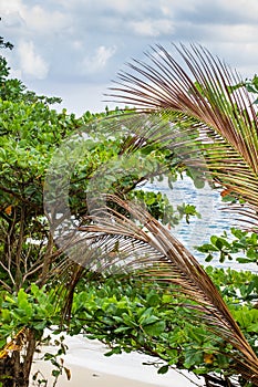 Vegetation on Jamaica beach palm trees and other trees Caribbean Sea and clouds  in background