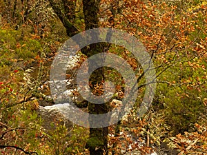 Vegetation in the Jarama River