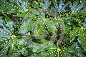 Vegetation in Jardin des Plantes garden public park in Toulouse