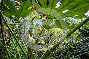 Vegetation in Jardin des Plantes garden public park in Toulouse