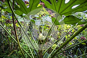 Vegetation in Jardin des Plantes garden public park in Toulouse