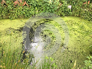 Vegetation on lake