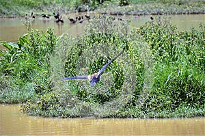 The vegetation of the lake and the flying Dendrocygna viduata duck