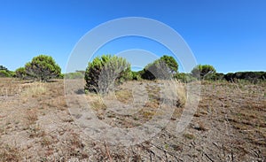 Vegetation of maquis shrubland with sand photo