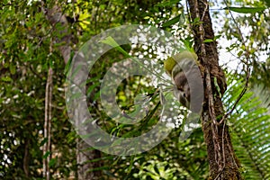 Vegetation in the Mossman Gorge Cultural Centre, Cairns, Queensland, Australia