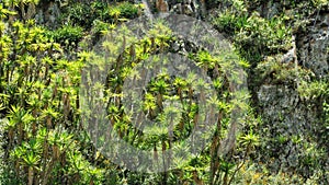 Vegetation on a mountain