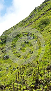 Vegetation on a mountain