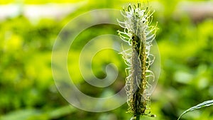 vegetation in mountain valleys