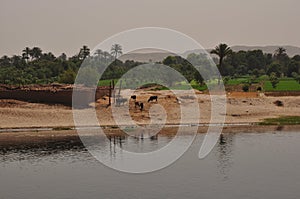 Vegetation by the Nile