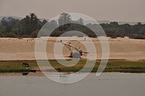 Vegetation by the Nile