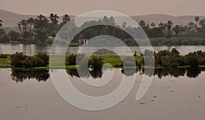 Vegetation by the Nile