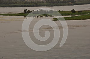 Vegetation by the Nile