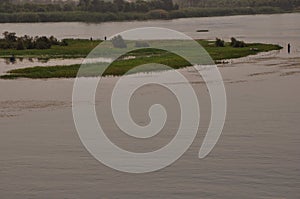Vegetation by the Nile