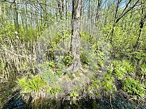 Vegetation in the park Solnechnaya in spring. Moscow region, Balashikha city