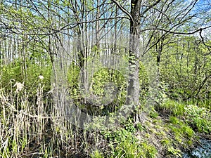 Vegetation in the park Solnechnaya in spring. Moscow region, Balashikha city