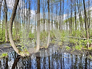 Vegetation in the park Solnechnaya in spring. Moscow region, Balashikha city