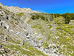 Vegetation on the path to Fengari Peak in Samothrace