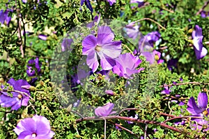 Vegetation at the Phoenix Zoo, Arizona Center for Nature Conservation, Phoenix, Arizona, United States