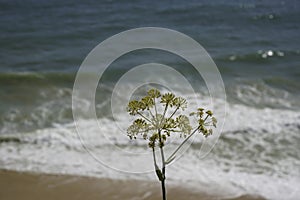 vegetation on the portuguese atlantic beach and sparse growth
