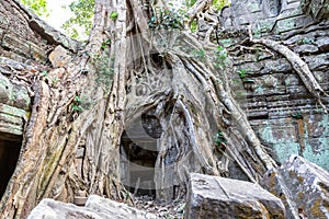 Vegetation recaptures the ruins of Ta Prohm temple, Siem Reap, Cambodia, Asia