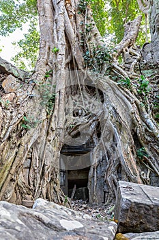 Vegetation recaptures the ruins of Ta Prohm temple, Siem Reap, Cambodia, Asia