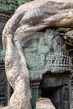 Vegetation recaptures the ruins of Ta Prohm temple, Siem Reap, Cambodia, Asia