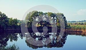 Vegetation is reflected in calm water