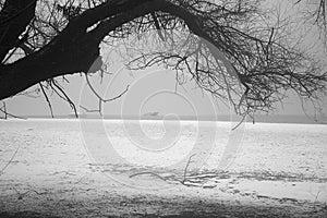 Vegetation by the river - Vah Slovakia