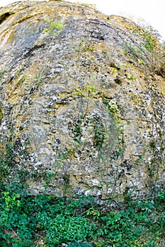 Vegetation on the rocks Devetakskoy cave, Bulgaria
