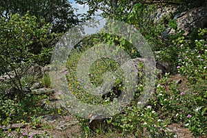 VEGETATION AND ROCKS ON EDGE OF ORIBI GORGE