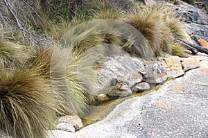 Vegetation and rocks, Flinders Island