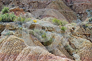 Vegetation upon the rocks of Los Tozales de Monegros, Spain photo