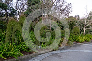 Vegetation in Royal Botanic Gardens,