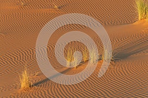 Vegetation in the Sahara desert. Morocco