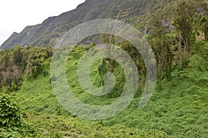 Vegetation in Salazie Circus, Reunion Island, France photo
